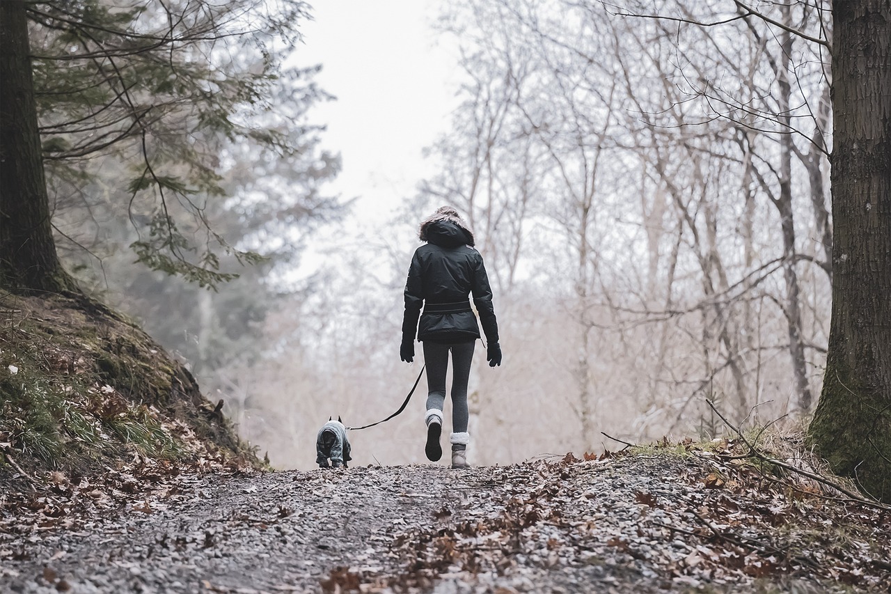 The Gentle Nature of Bernese Mountain Dogs